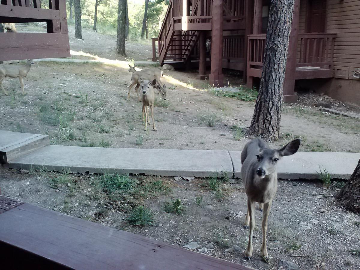 Tiara Del Sol Aparthotel Ruidoso Exteriör bild